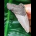 6,3 cm Zahn des Megalodon