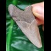 6,3 cm Zahn des Megalodon