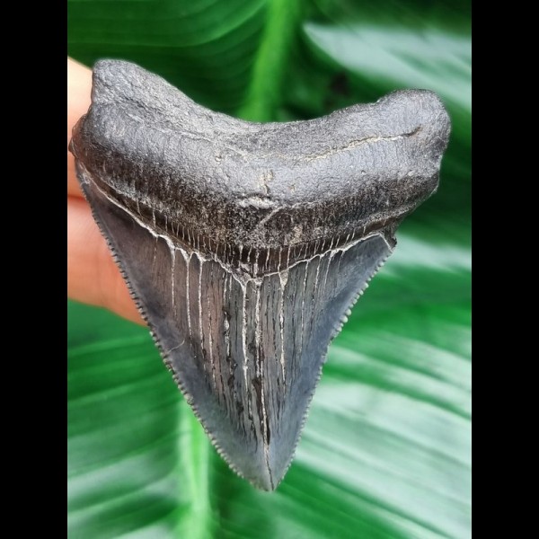 5,9 cm großer scharfer Zahn des Megalodon