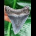 5.9 cm large sharp tooth of megalodon