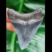 5,9 cm großer scharfer Zahn des Megalodon