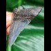 5.9 cm large sharp tooth of megalodon