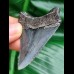 5,9 cm großer scharfer Zahn des Megalodon