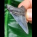 5,9 cm großer scharfer Zahn des Megalodon