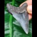 5,9 cm großer scharfer Zahn des Megalodon