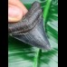 5,9 cm großer scharfer Zahn des Megalodon