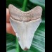 6,1 cm heller Zahn des Megalodon