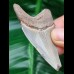 6,1 cm heller Zahn des Megalodon