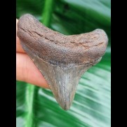 5.3 cm tooth of megalodon