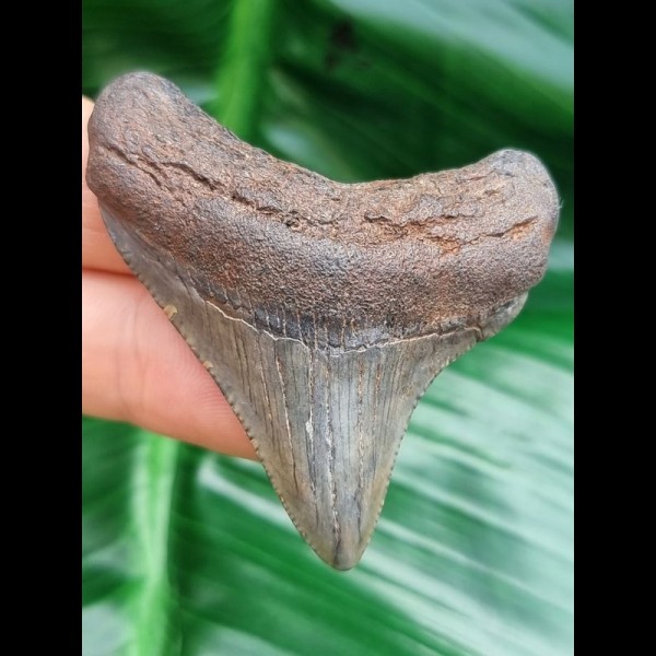 5,3 cm Zahn des Megalodon