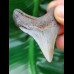 5,3 cm Zahn des Megalodon
