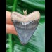 5,2 cm blauer Zahn des Megalodon aus dem Bone Valley als Anhänger.