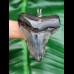 4,5 cm blaugrauer Zahn des Megalodon als Anhänger