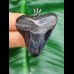 4,0 cm dunkler Zahn des Megalodon als Anhänger
