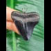 4,0 cm dunkler Zahn des Megalodon als Anhänger