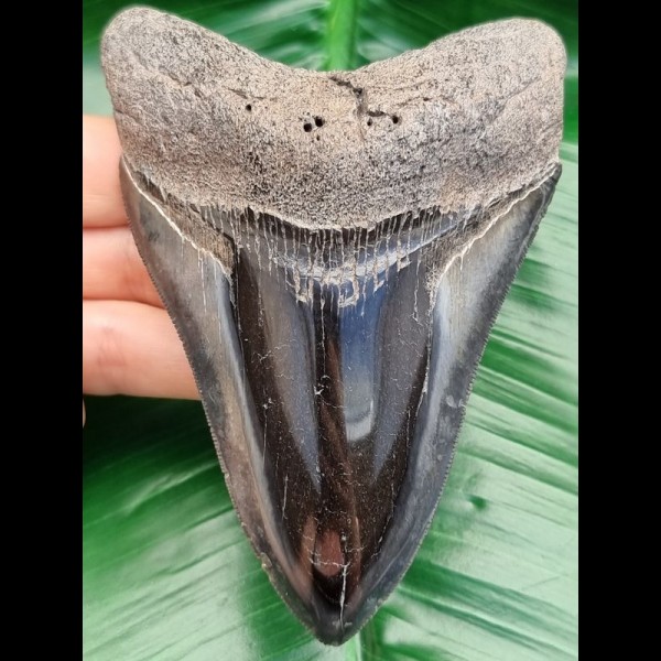 12,0 cm toller polierter Zahn des Megalodon