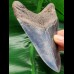 12,0 cm toller polierter Zahn des Megalodon