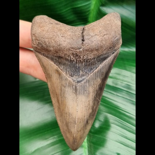 10,7 cm beeindruckender symmetrischer Zahn des Megalodon