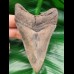 10,7 cm impressive symmetrical tooth of Megalodon