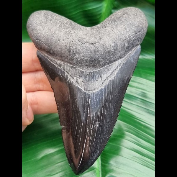  12,0 cm scharfer Zahn des Megalodon