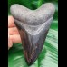  12,0 cm scharfer Zahn des Megalodon