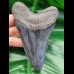  12,0 cm scharfer Zahn des Megalodon