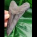  12,0 cm scharfer Zahn des Megalodon