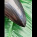  12,0 cm scharfer Zahn des Megalodon