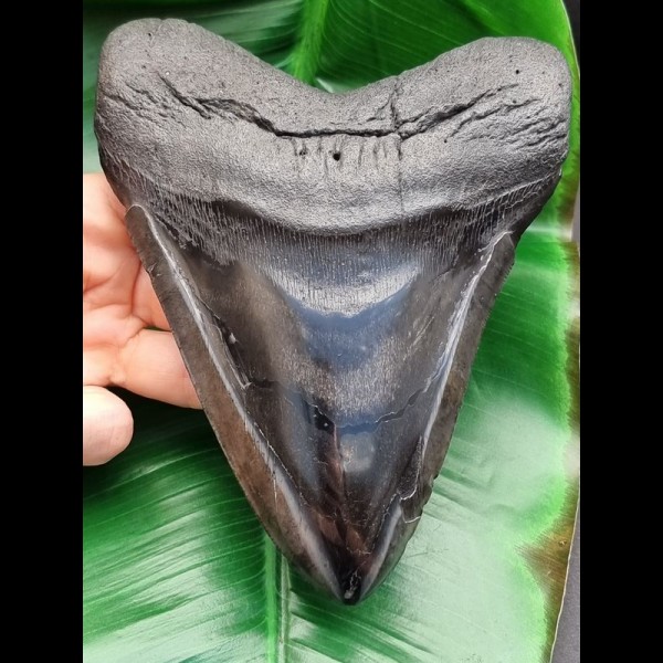 16.1 cm impressive large polished tooth of Megalodon