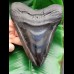 16.1 cm impressive large polished tooth of Megalodon