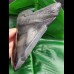 16.1 cm impressive large polished tooth of Megalodon