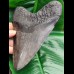 16.1 cm impressive large polished tooth of Megalodon