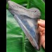 16.1 cm impressive large polished tooth of Megalodon