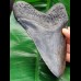 16.1 cm impressive large polished tooth of Megalodon