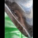 16.1 cm impressive large polished tooth of Megalodon
