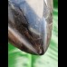 16.1 cm impressive large polished tooth of Megalodon