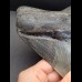 15,0 cm beeindruckender, massiver Zahn des Megalodon aus den USA