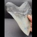 15,0 cm beeindruckender, massiver Zahn des Megalodon aus den USA