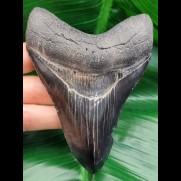 11,4 cm black sharp tooth of Megalodon