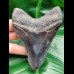11,4 cm schwarzer scharfer Zahn des Megalodon