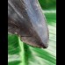 11,4 cm schwarzer scharfer Zahn des Megalodon