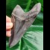 11,4 cm schwarzer scharfer Zahn des Megalodon