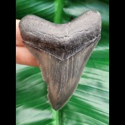 7,5 cm rasiermesserscharfer Zahn des Megalodon