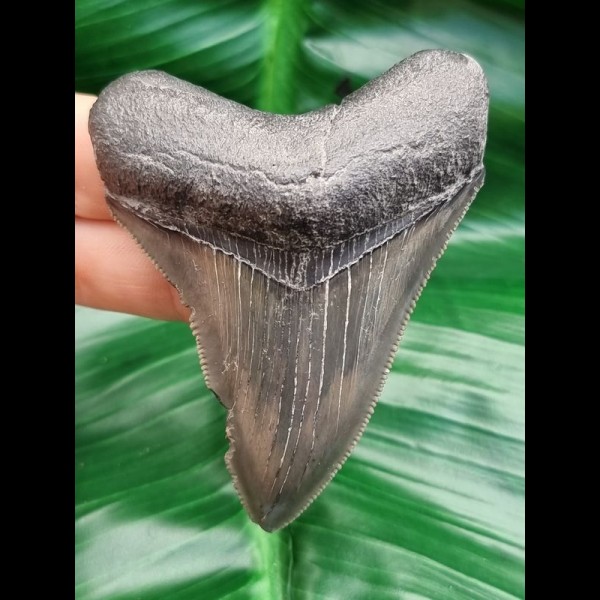 7,5 cm rasiermesserscharfer Zahn des Megalodon