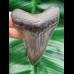 7,5 cm rasiermesserscharfer Zahn des Megalodon
