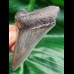 7,5 cm rasiermesserscharfer Zahn des Megalodon