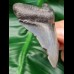 7,5 cm rasiermesserscharfer Zahn des Megalodon