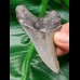 7,5 cm rasiermesserscharfer Zahn des Megalodon