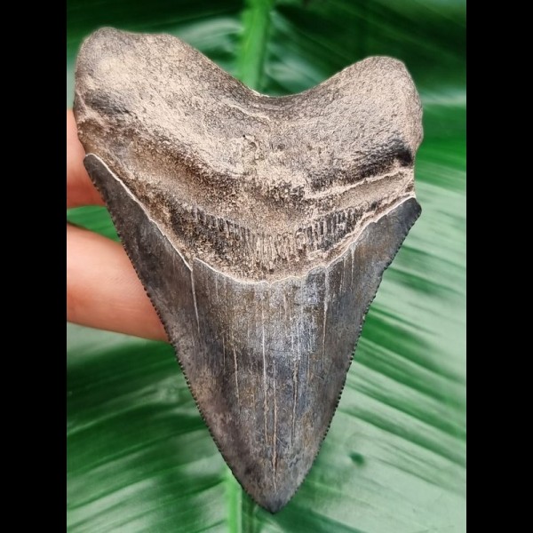 9,6 cm Zahn des Megalodon mit schöner Färbung