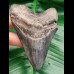 9,6 cm Zahn des Megalodon mit schöner Färbung